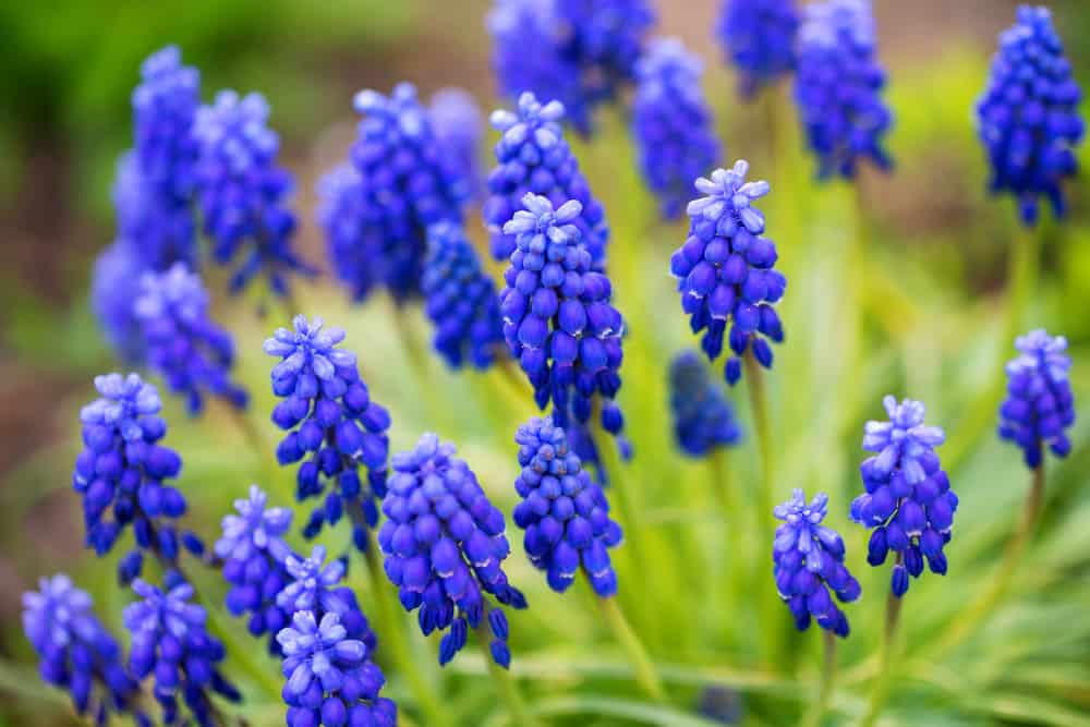 葡萄风信子，有类似葡萄的蓝色花朵。