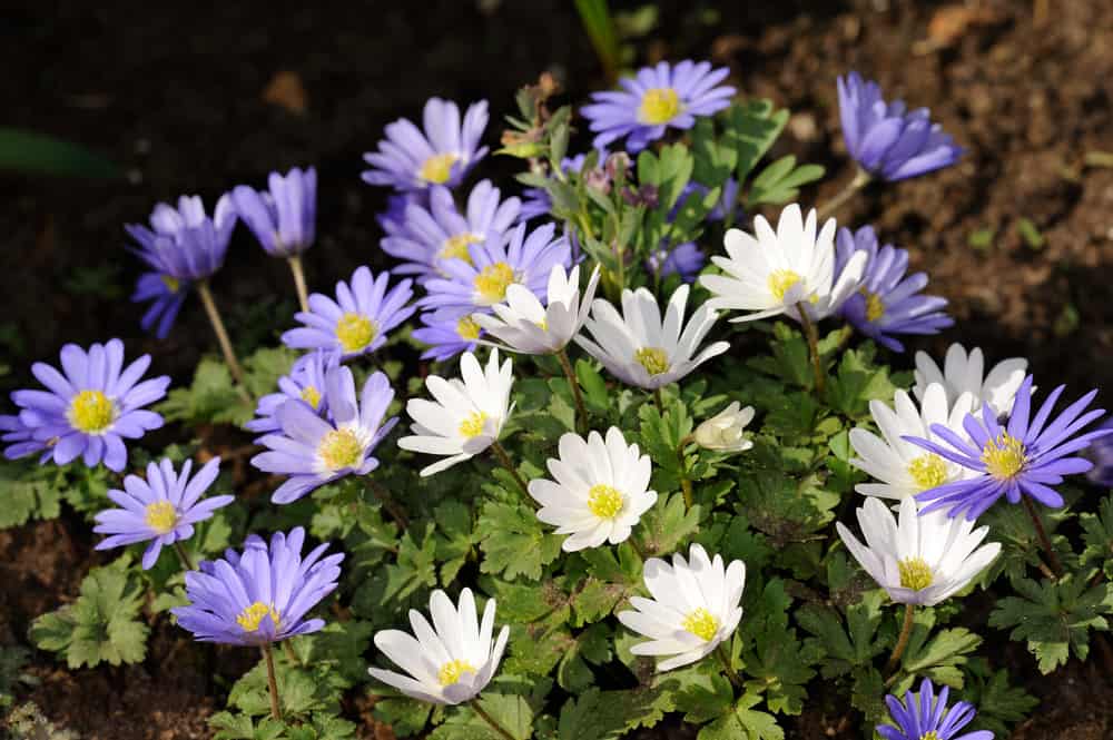 希腊风花，开蓝色和白色的花，生长在春天的花园里。