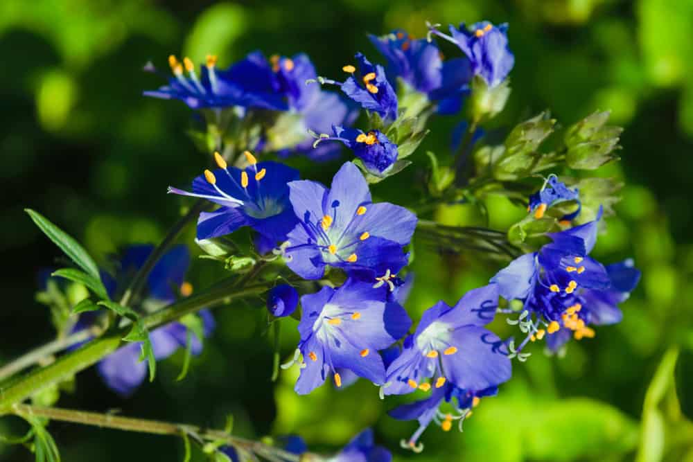 希腊缬草属植物的蓝色花，茎长。