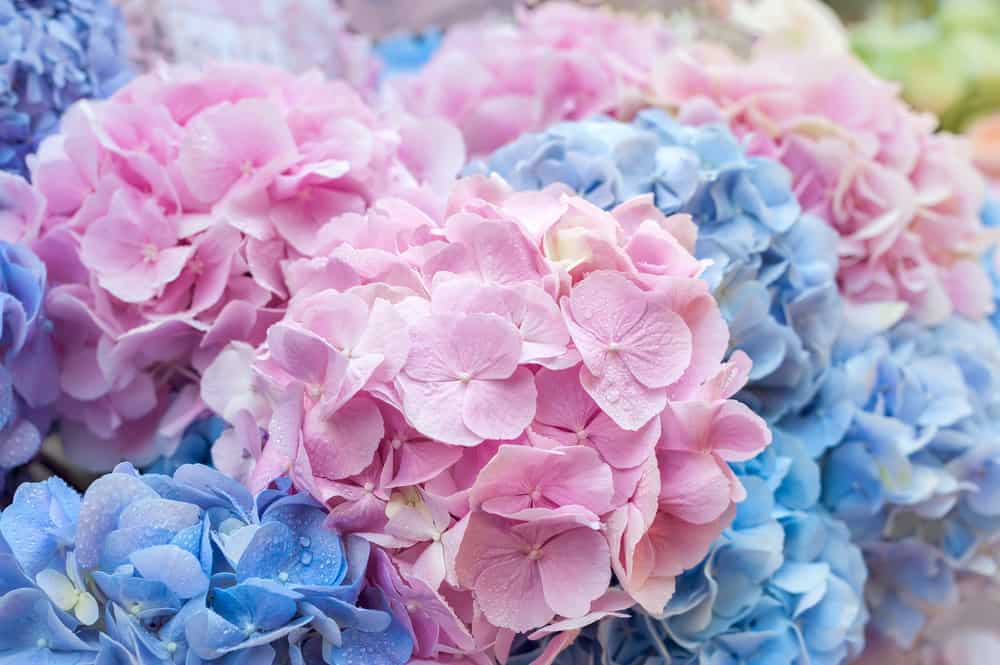 绣球花的特写与粉红色和蓝色色调。