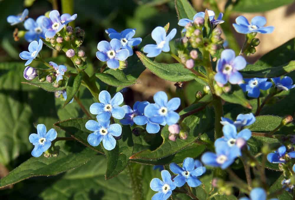 花有蓝色的小花。