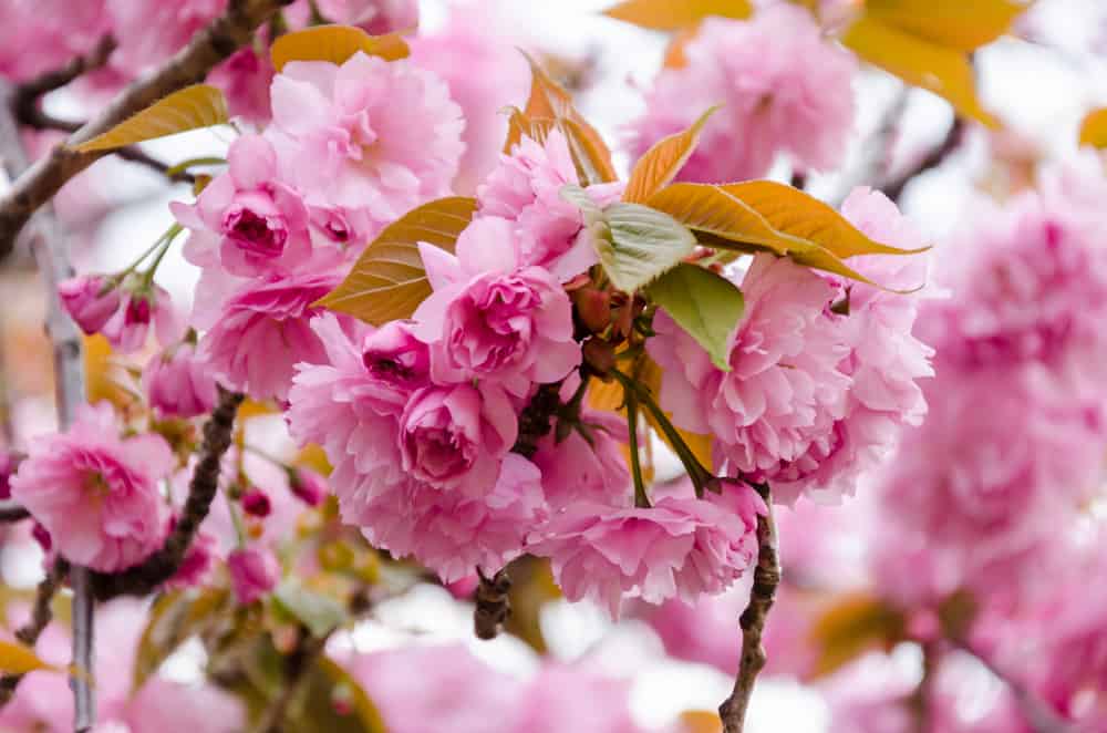 宽赞树的粉红色花朵。