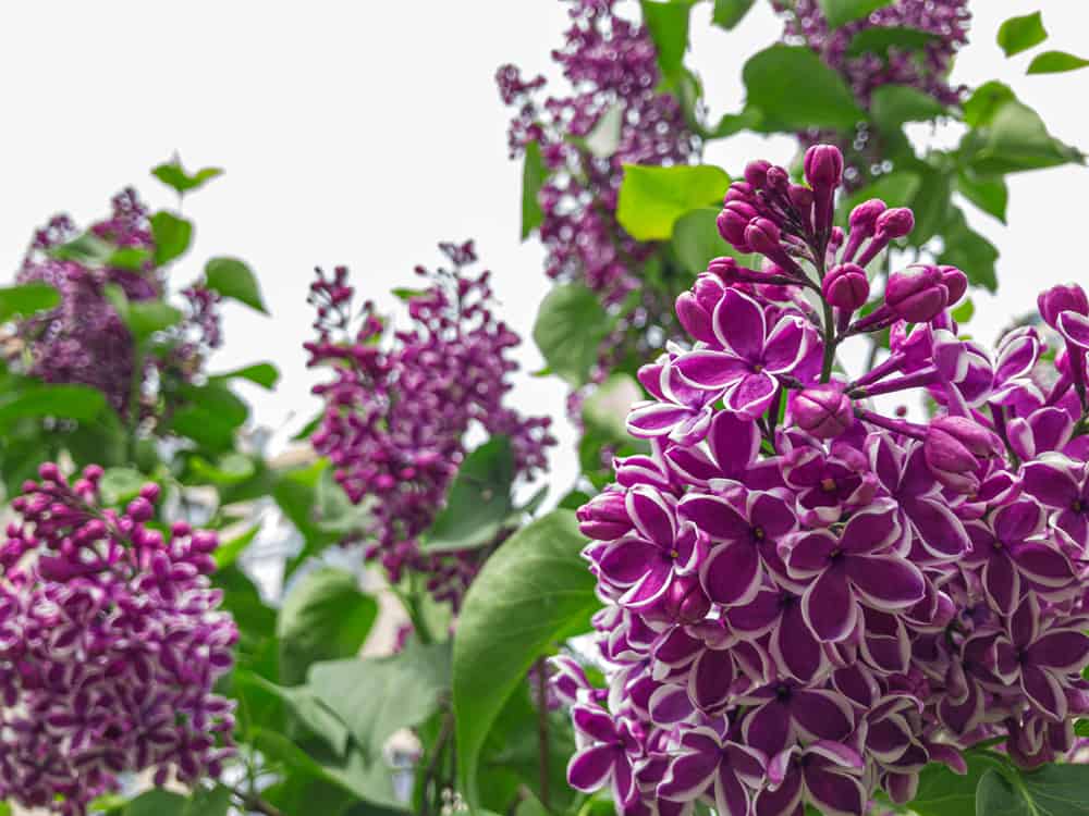 一簇簇丁香花，深紫色的花瓣点缀着白色的镶边。
