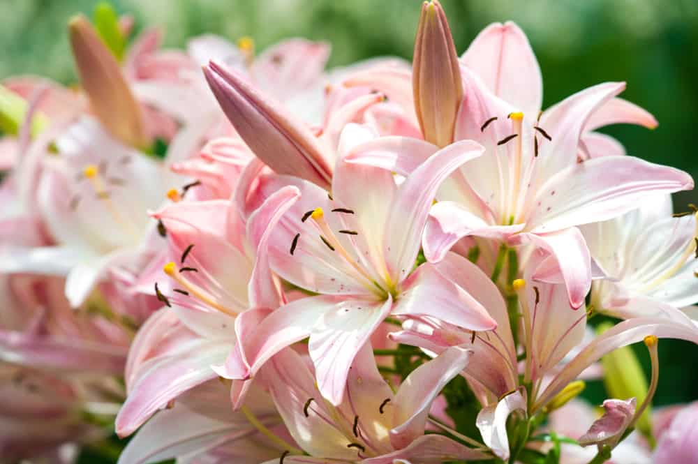 百合的特写，大，粉红色的花和长雄蕊在一个模糊的背景。