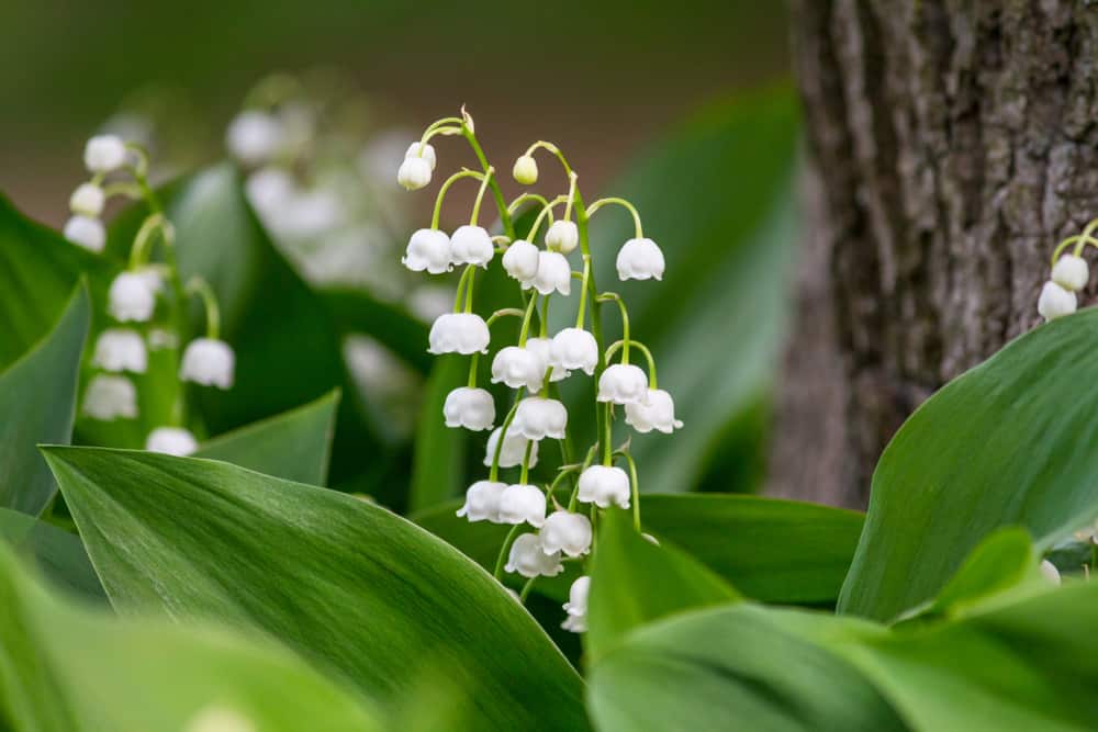 铃兰生长在森林里，开白色的钟形小花。