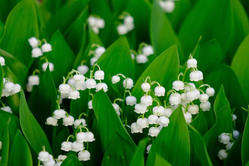 铃兰属植物，开娇嫩的钟形花，叶子大而亮绿色。