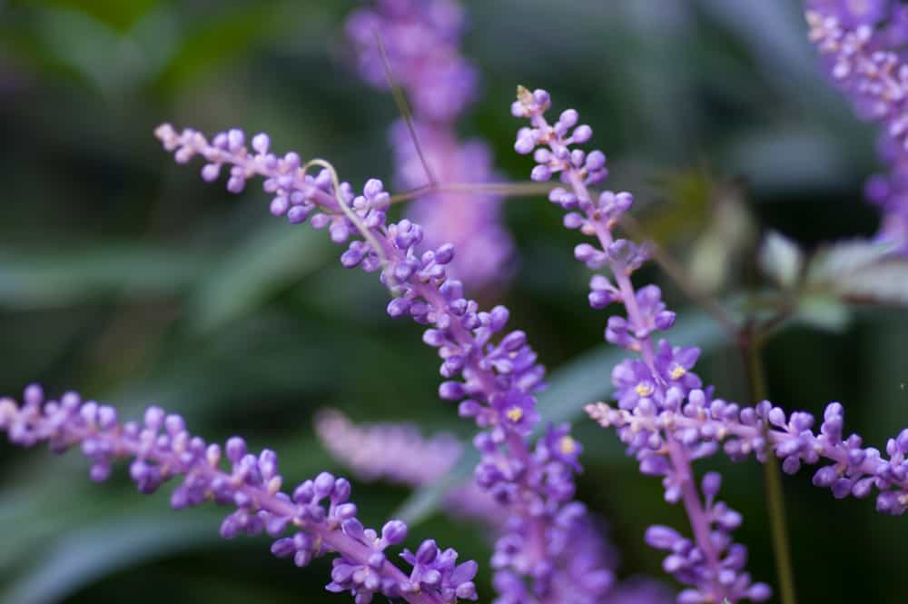 百合属植物，有细小的钟状花，簇生在相配的紫色茎上。