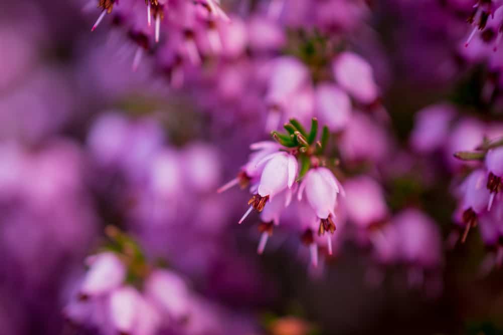 超微距图像，浅粉色石南花生长在erica灌木与盛开的花朵在模糊的背景