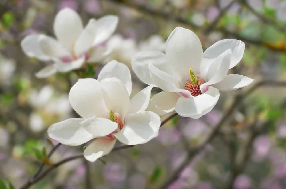 白玉兰树和它的白色丝绸般的花特写。