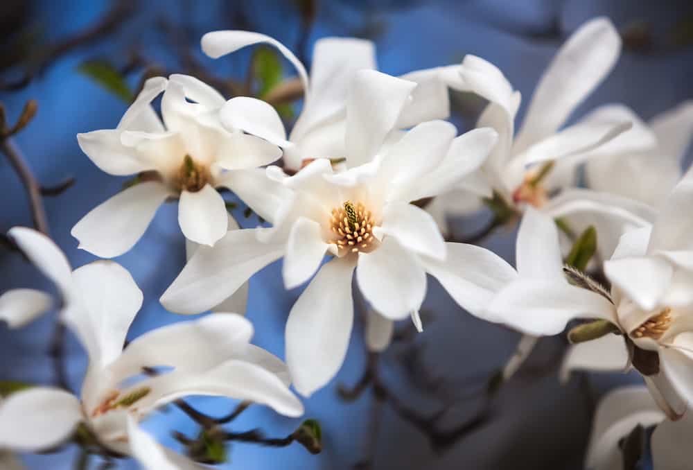 白玉兰花的特写。