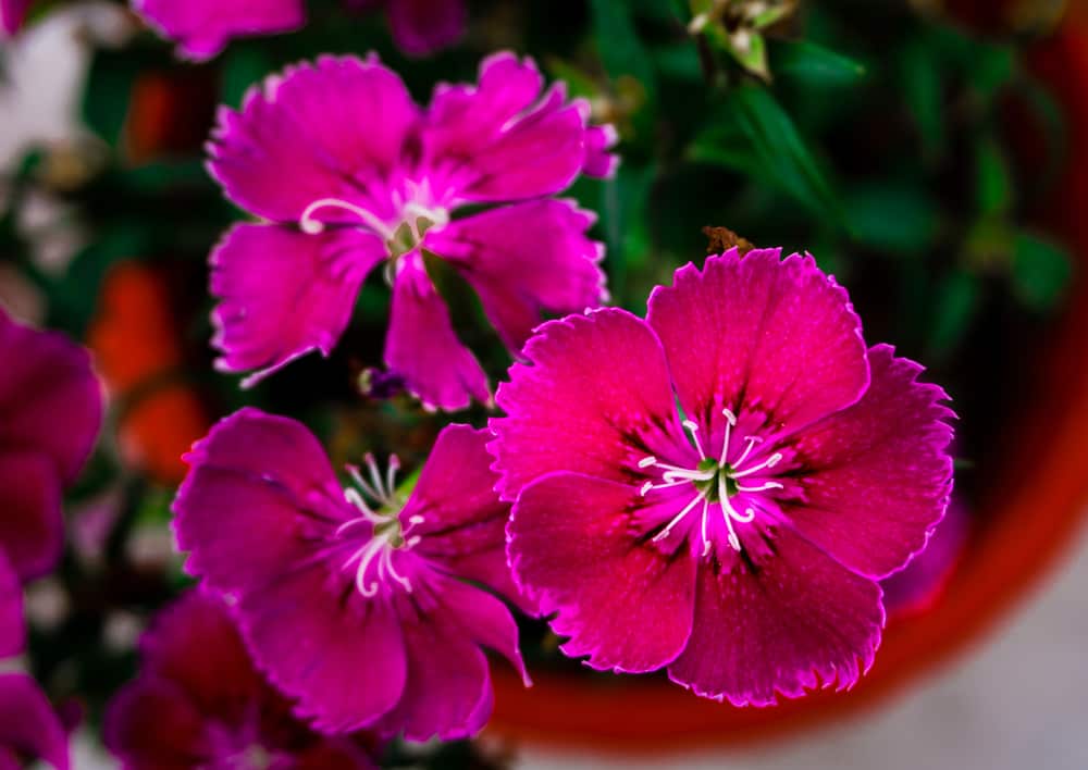 微距照片的少女粉红色花朵与锯齿状花瓣生长在一个大锅。