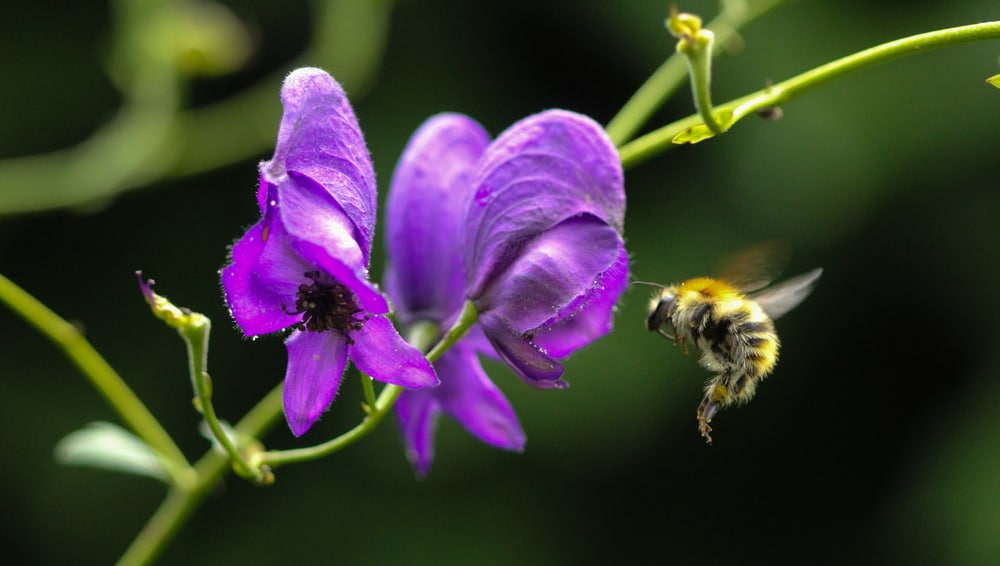 一只蜜蜂飞向乌头植物的微距照片。