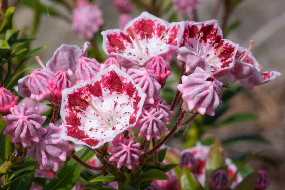 特写的山月桂植物与粉红色的花与红色色调和白色的雄蕊。