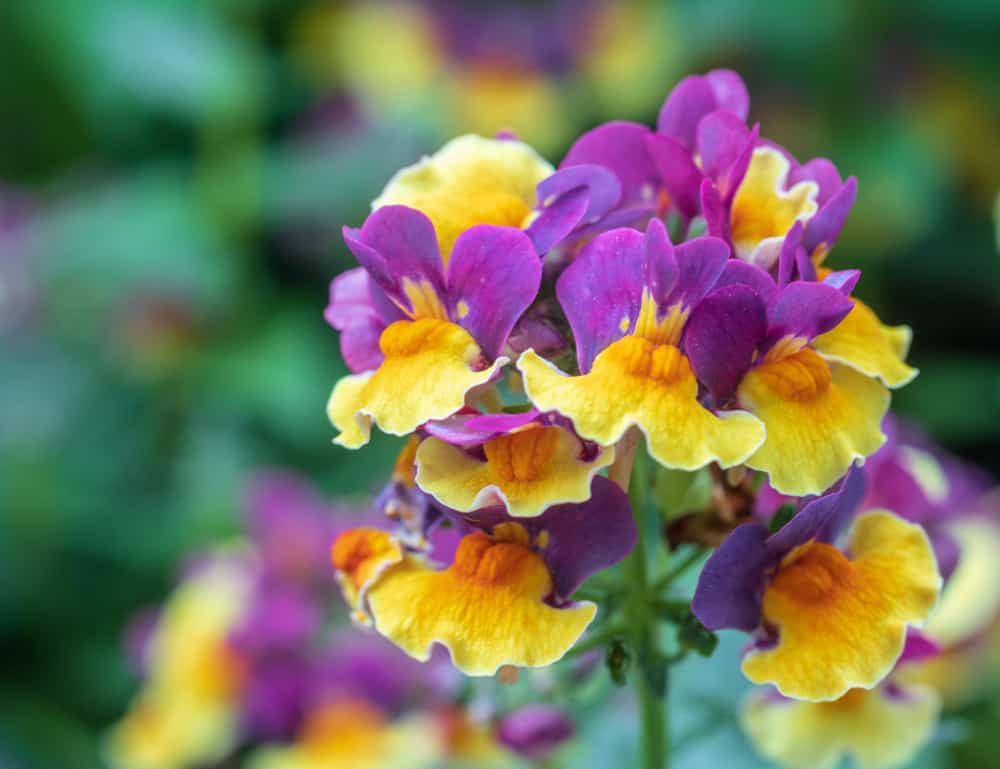 短茎上开黄色和紫色花的宿敌属植物。
