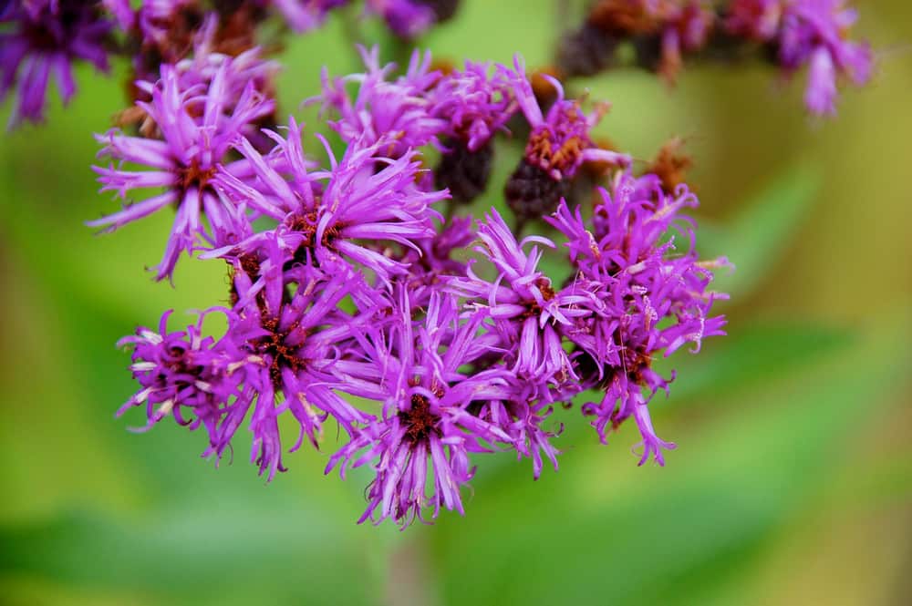 亮紫色的纽约铁甲植物小花。