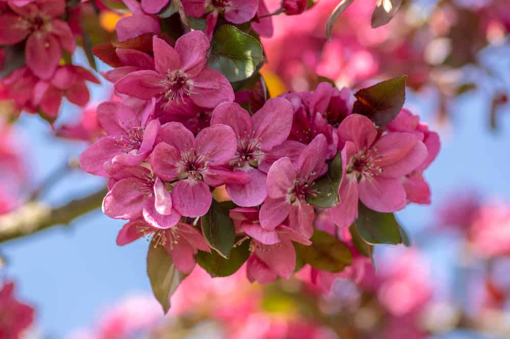 花蕊:一种观赏苹果树的粉红色小花串，带有装饰性的雄蕊