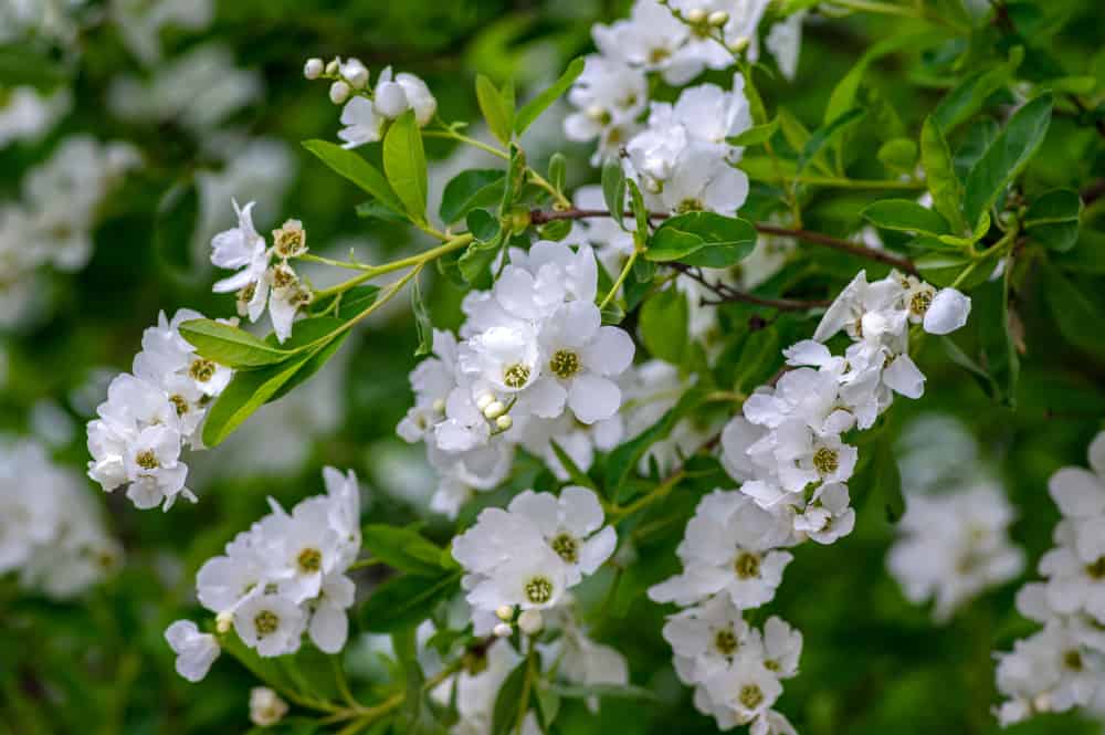 珍珠灌木，有精致的白色花朵和明亮的绿色叶子。