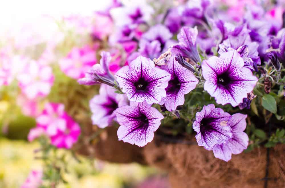 矮牵牛属植物，开紫色喇叭状花。