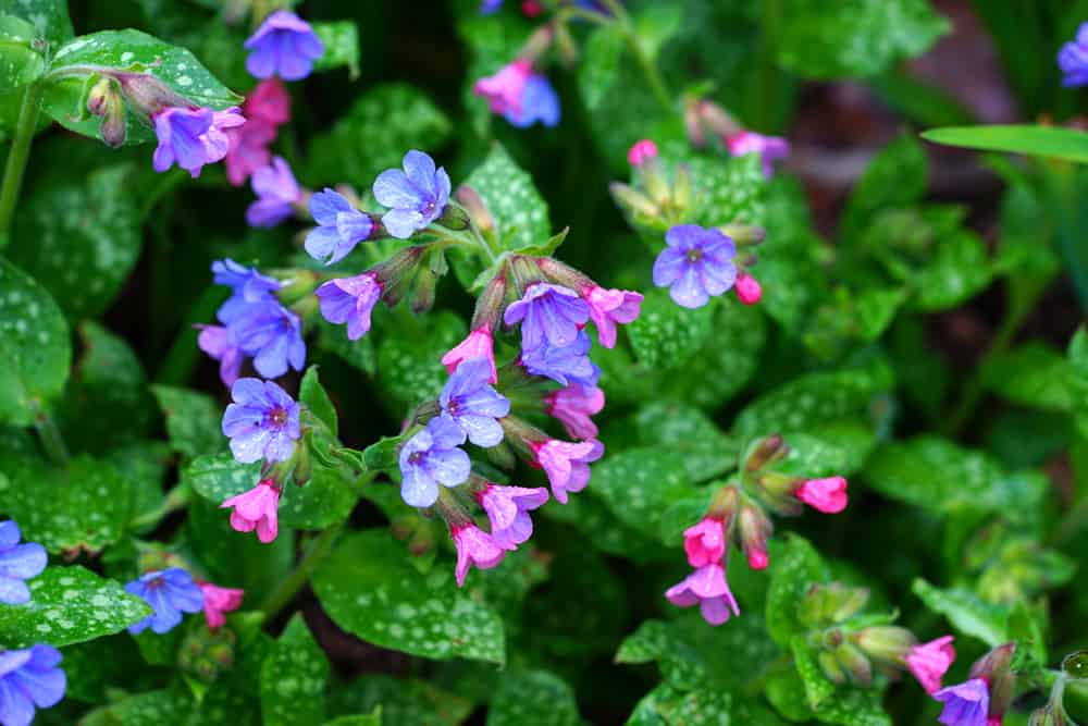 肺草属植物，有蓝色和粉红色的小花，亮绿色的叶子上有随机的白色斑点。
