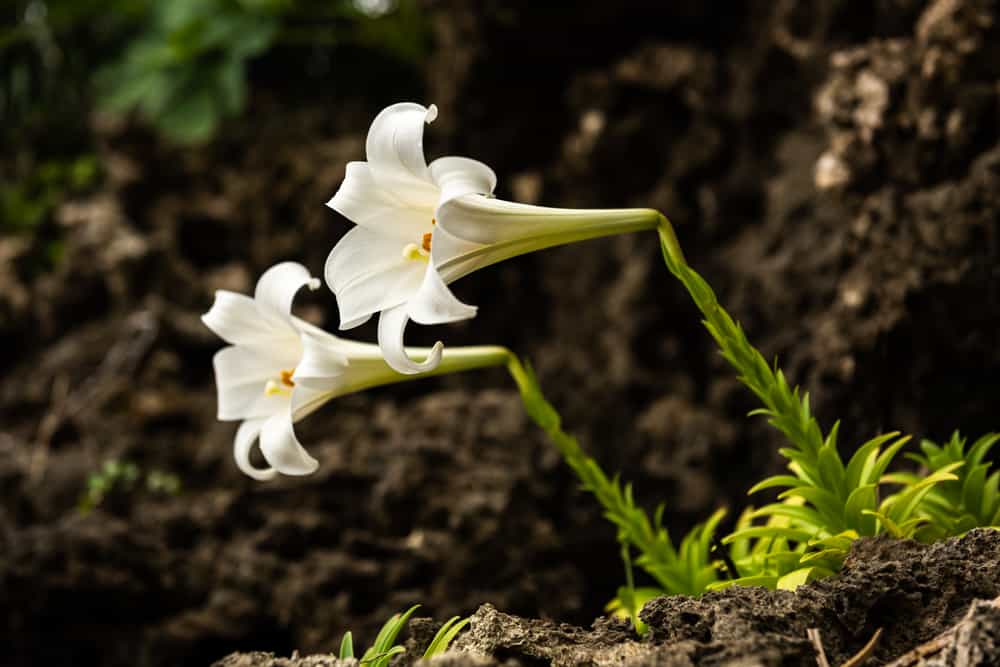 野生岩百合植物，有白色的星形花和明亮的带状叶子。