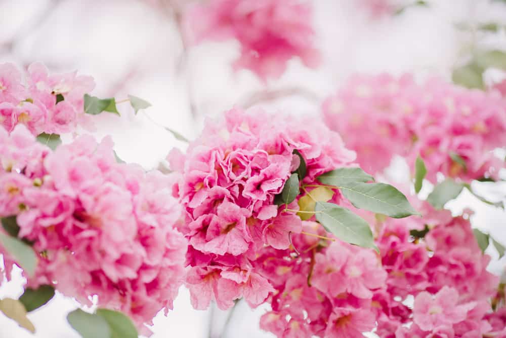 蔷薇喇叭树，开粉红色的花，很少有小叶子。
