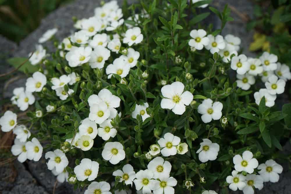 长在岩石花园里的有大量娇嫩白色花朵的沙草植物。