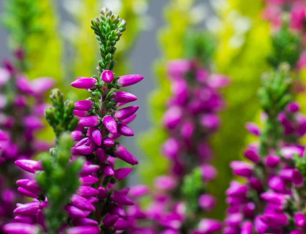 特写的苏格兰石南植物与紫色管状花。