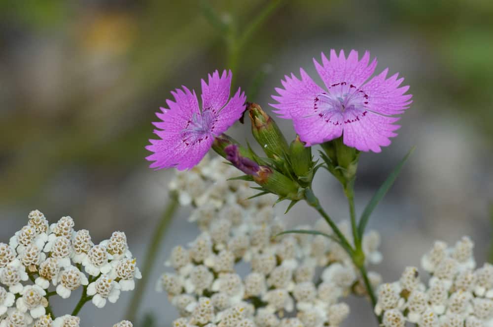 塞吉尔的粉红色花朵与褶边花瓣对簇白色花朵的特写。
