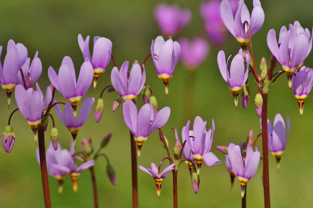 紫色花，有明亮的黄色雄蕊的流星植物。