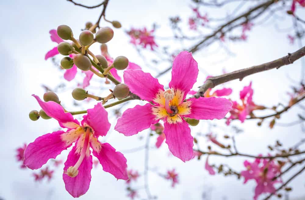 丝线树的树枝，粉红色的花和大豆荚。