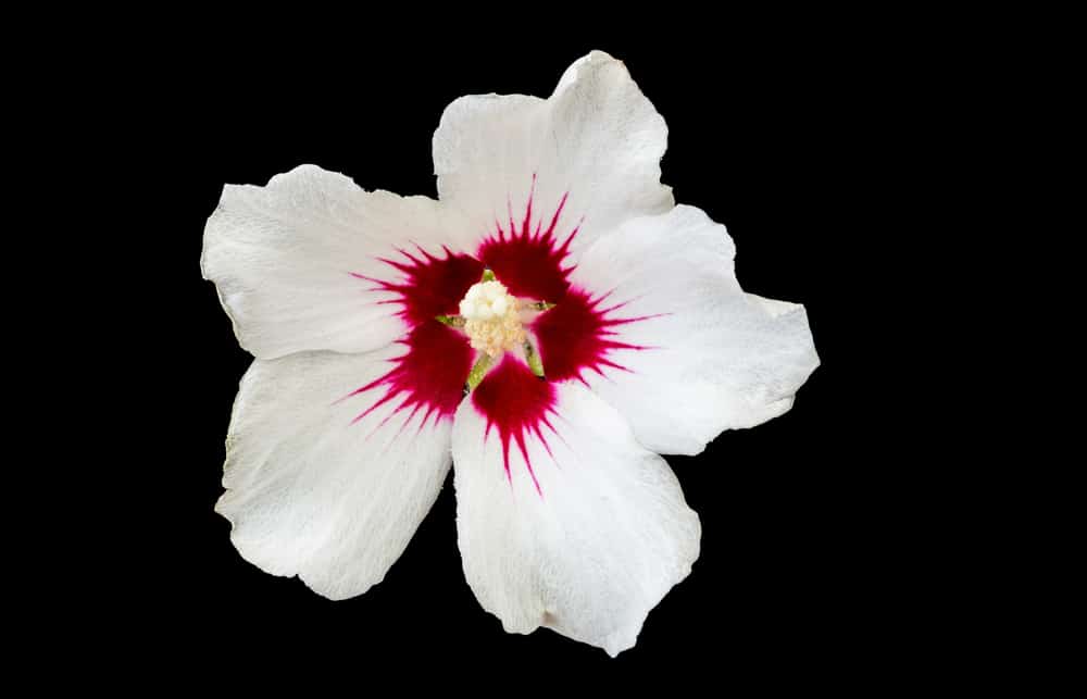 如丝般柔滑的山茶花白色花朵，黑色背景，深紫色须。