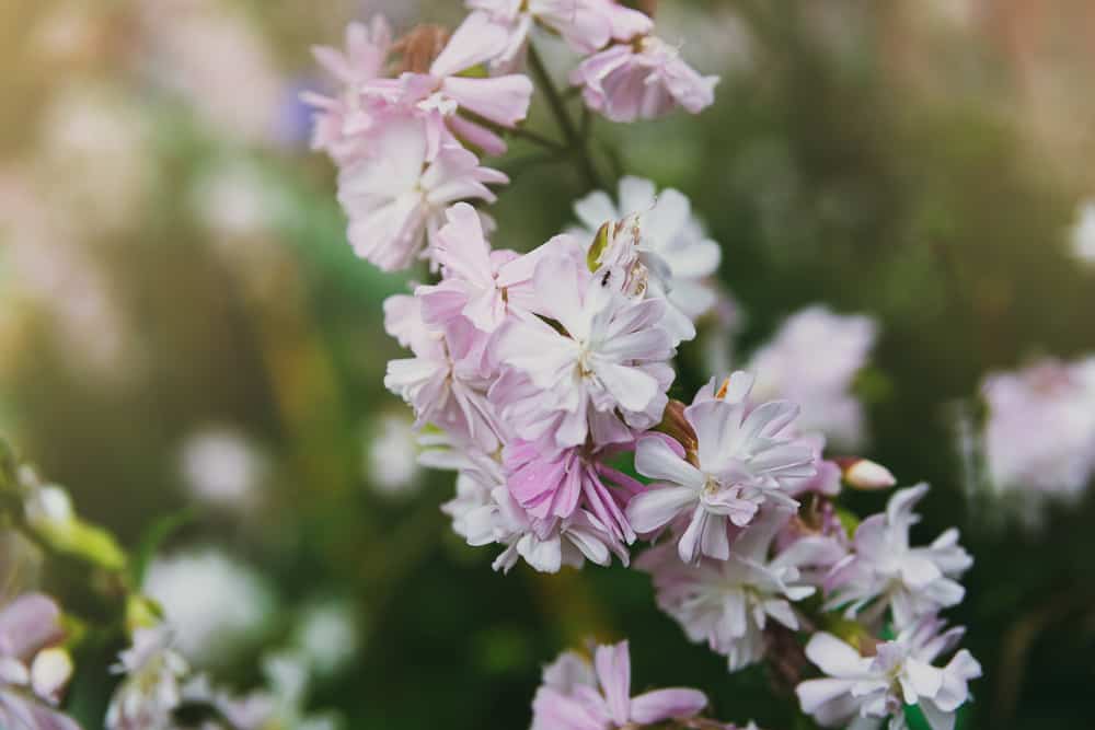 一种肥皂草，长茎上有粉红色白色小花。
