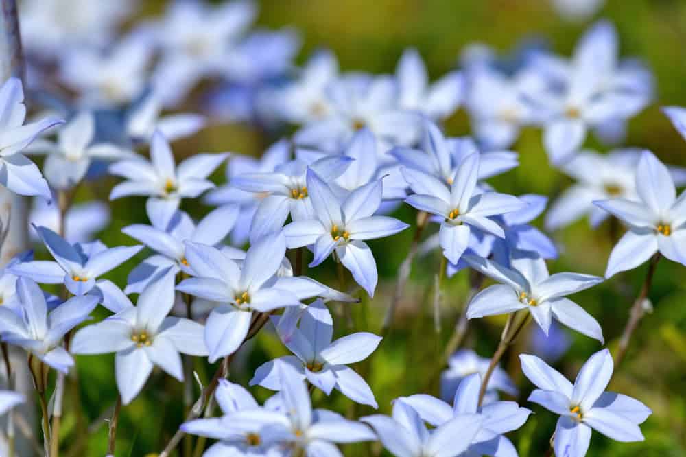 一片春天的星花田，淡蓝色的花朵盛开。