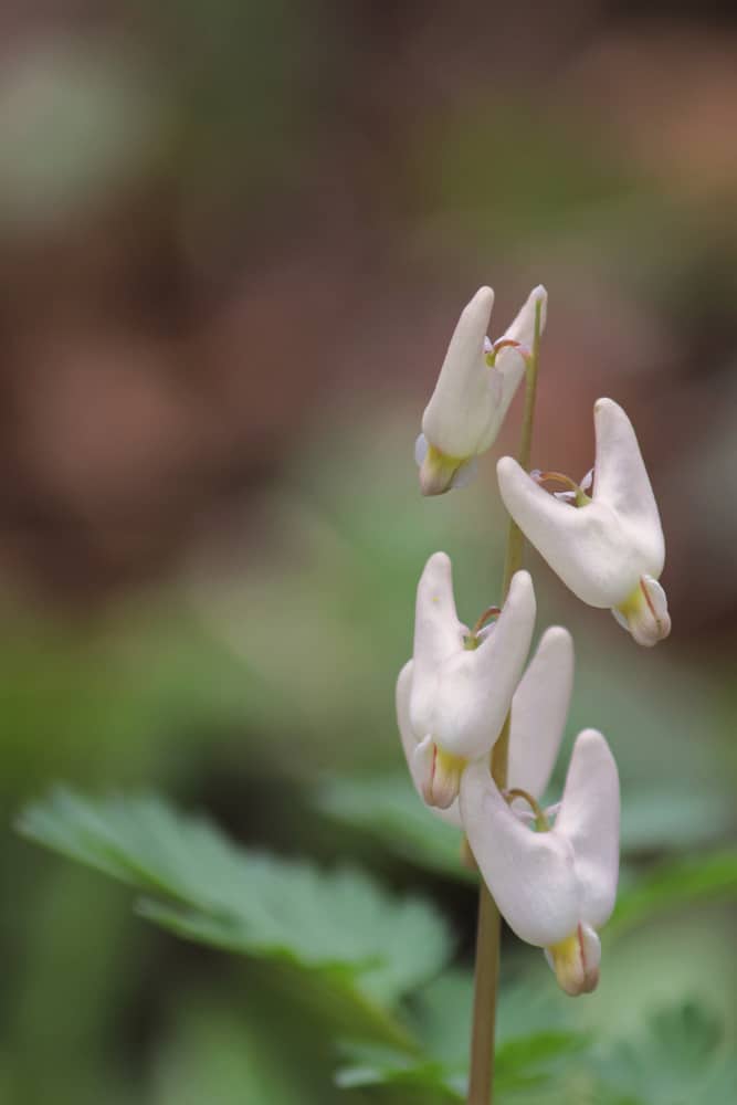 松鼠玉米的白色心形花。