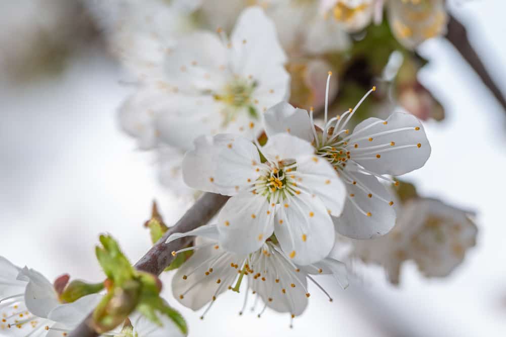 甜美的樱桃树枝上开着雪白的花。