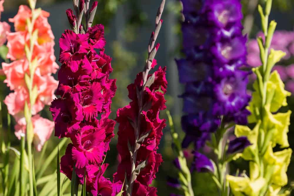 五彩缤纷的剑百合花园，红色、桃红色、紫色和黄色的花朵簇拥在长长的茎上。