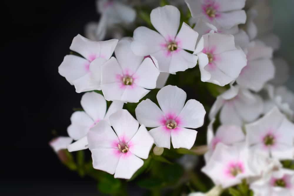 带粉红色白色花的夹竹桃特写。