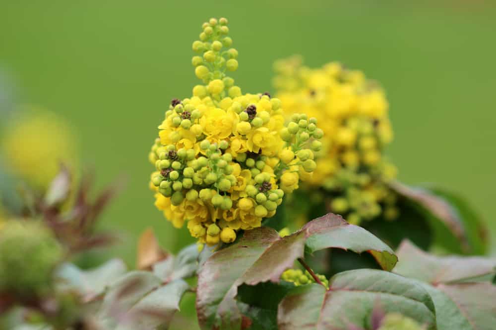 奥勒冈葡萄灌木，有一簇簇小小的黄色花朵和绿色和紫红色叶子