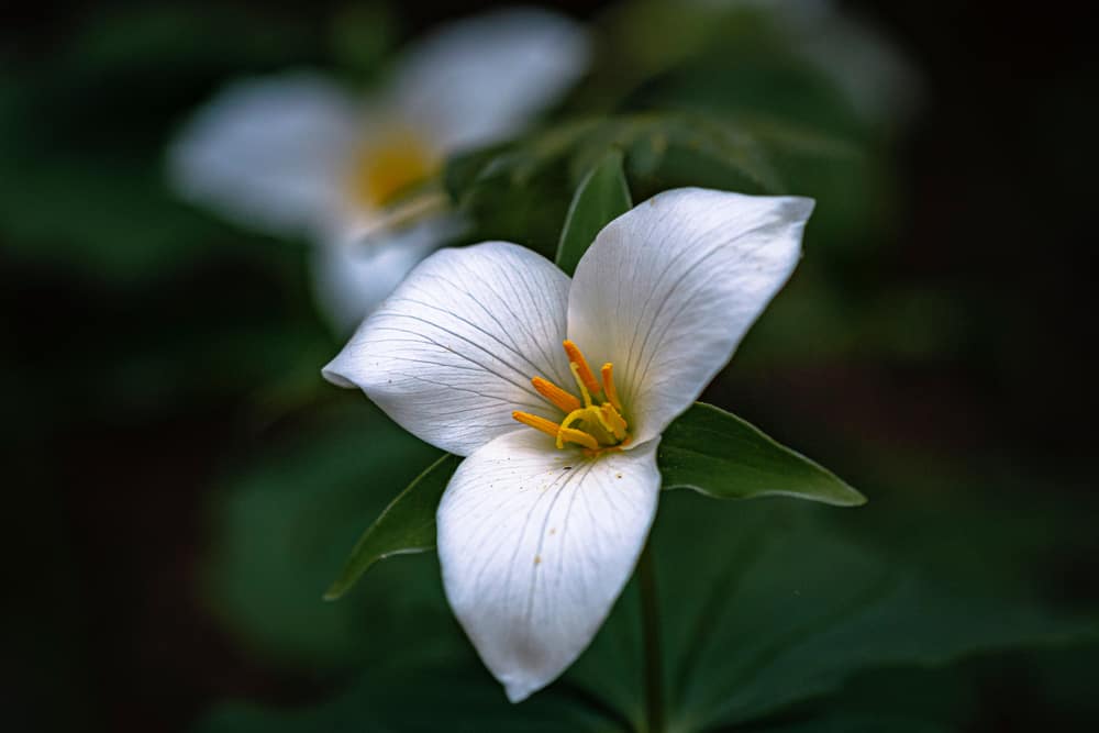 微距照片的一延草花与三个白色花瓣深绿色的叶子。