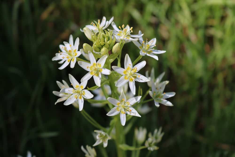 微距照片的结核白色花朵对着模糊的草。