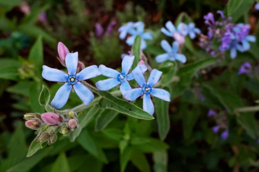 有蓝色花，多毛茎，淡绿色叶子的一种推特属植物。