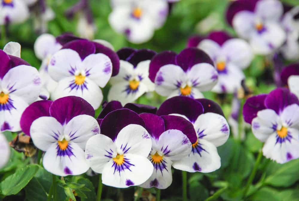 堇菜属植物，开白色和紫色的花，有明亮的黄色眼睛和紫色胡须。