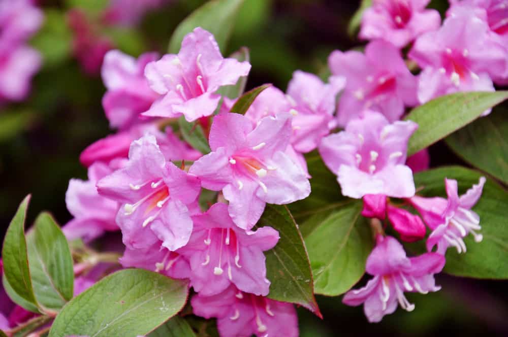 微距照片的威格拉灌木与明亮的粉红色的花朵和浅绿色的叶子。