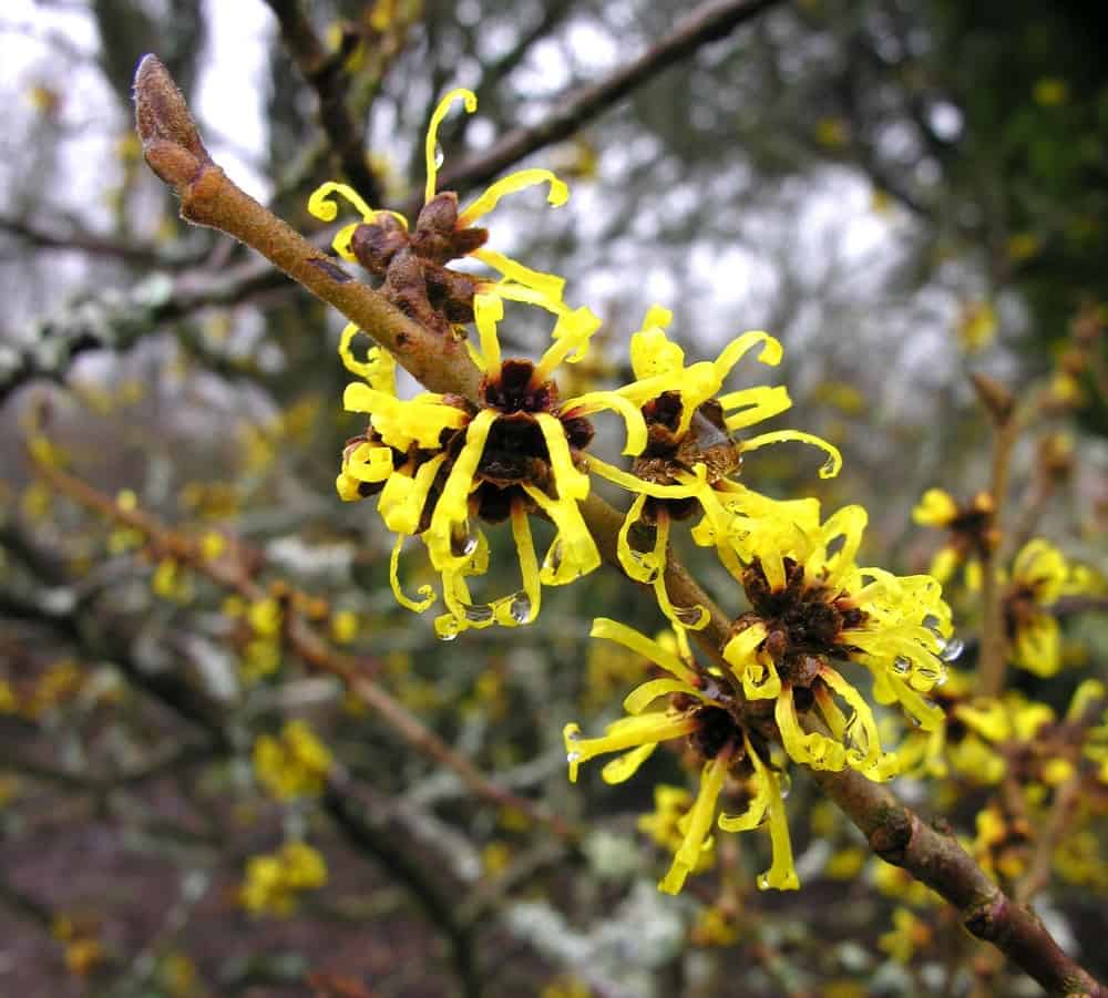 带有卷曲黄色花朵的金缕梅灌木的特写。