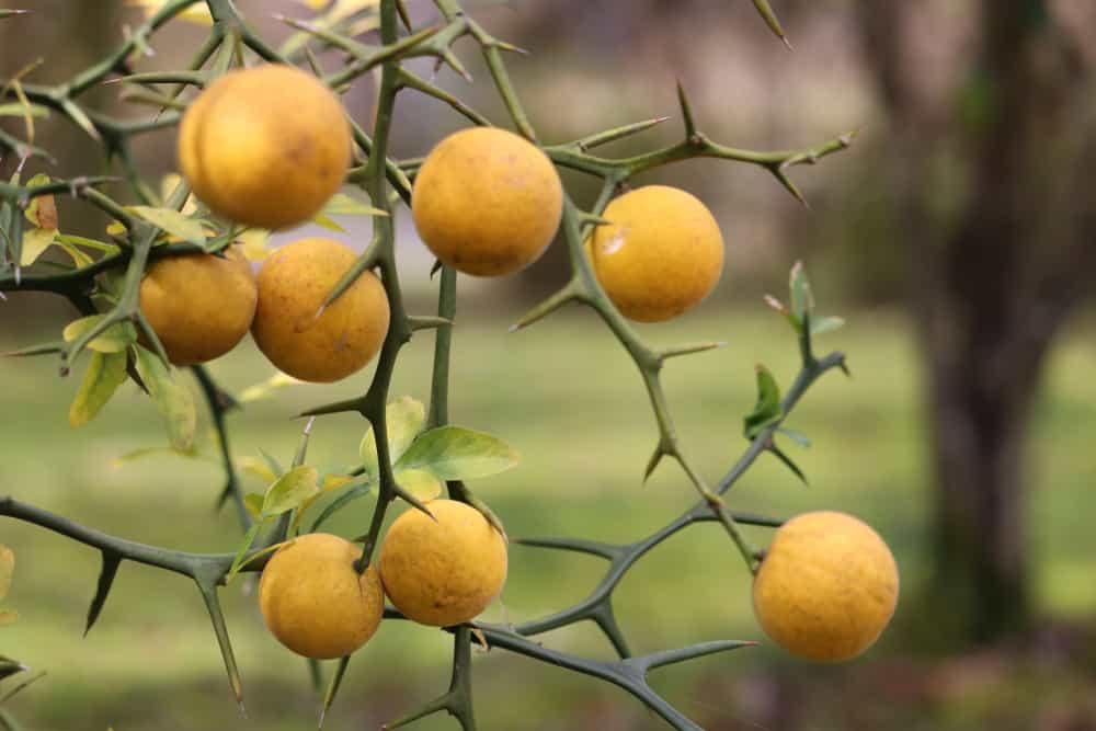 成熟的三叶橙子，准备从它的树上收获。