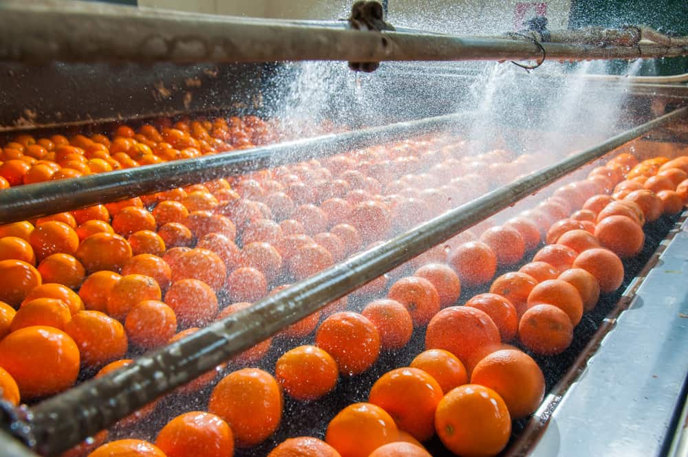 农场的新鲜收获橙子洗一个移动的机器。