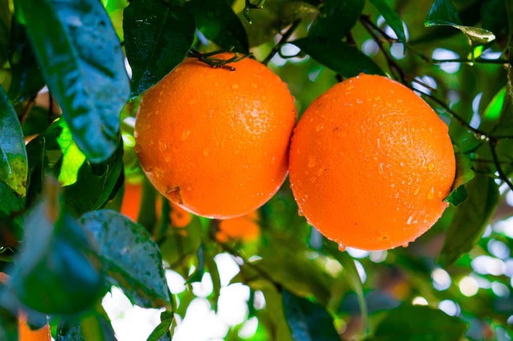 这些是成熟的脐橙，可以从树上摘下来了。