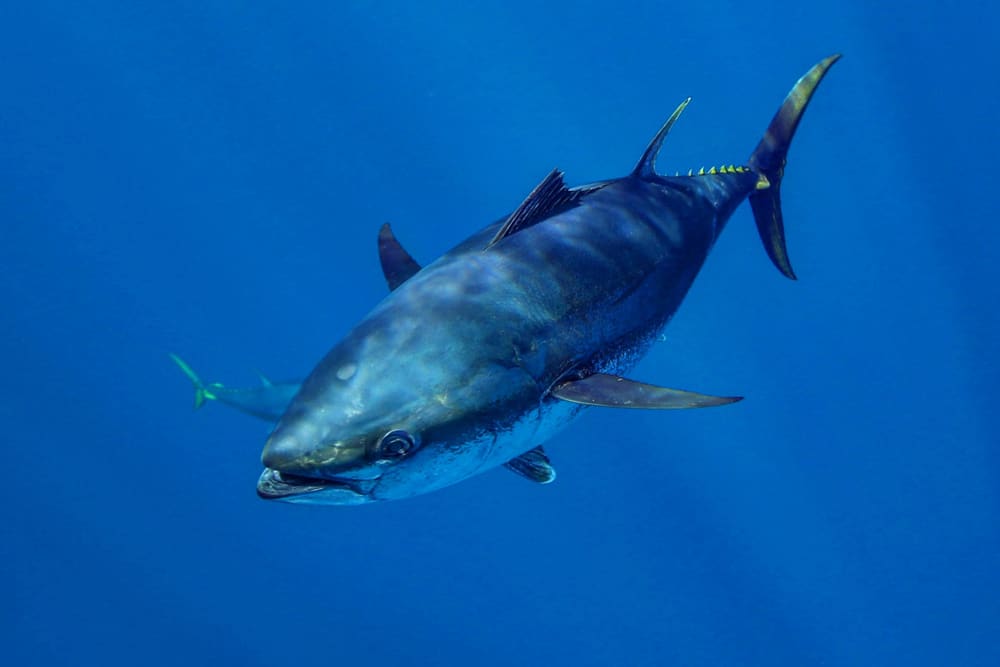 这是一条南部蓝鳍金枪鱼在公海上游泳。