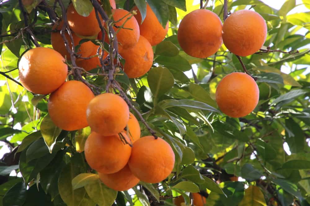 这些都是成熟的塞维利亚橙子将迎来收获的季节。