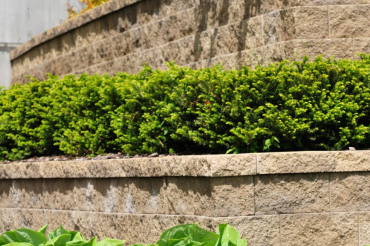 造型精美的挡土墙，每面墙上都有一大群不同的植物。
